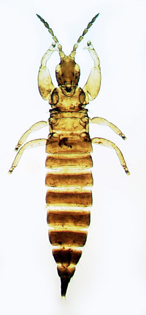 Bolothrips inacessiblensis.jpg