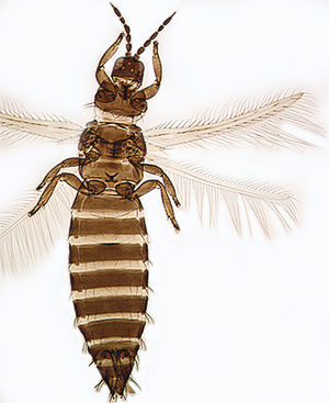 Ceratothrips ericae.jpg