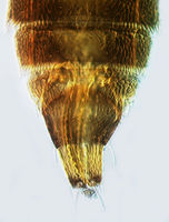 Astrothrips chisinliaoensis.jpg