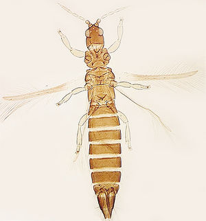 Sciothrips cardamomi.jpg