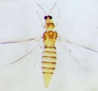 NeohydatoGracilipes2.jpg